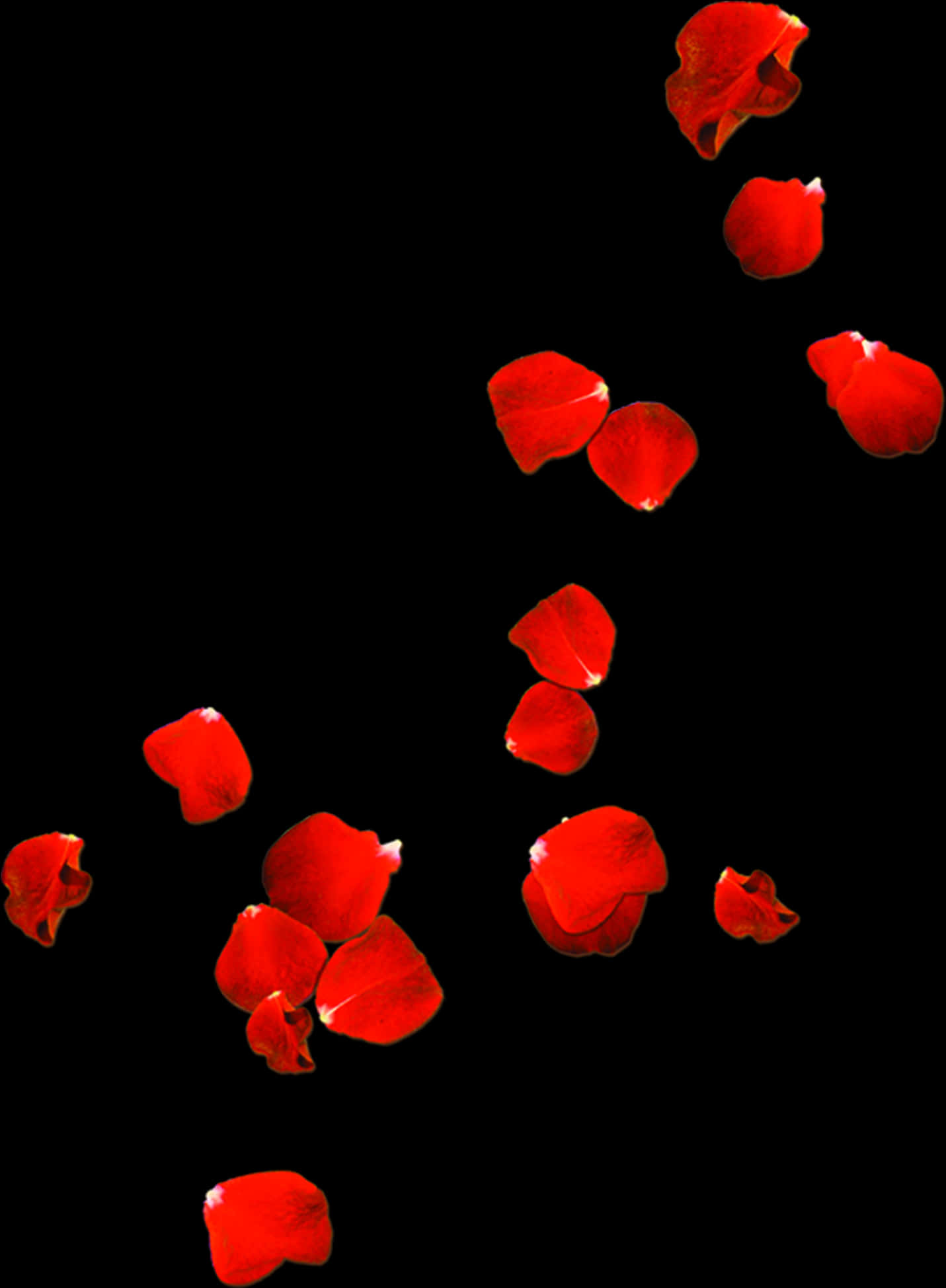 Red Rose Petals Falling Black Background PNG Image