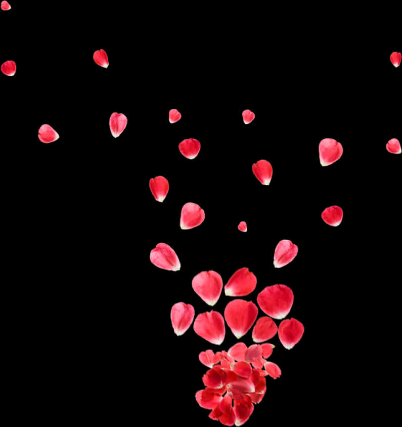 Red Rose Petals Fallingon Black Background.jpg PNG Image