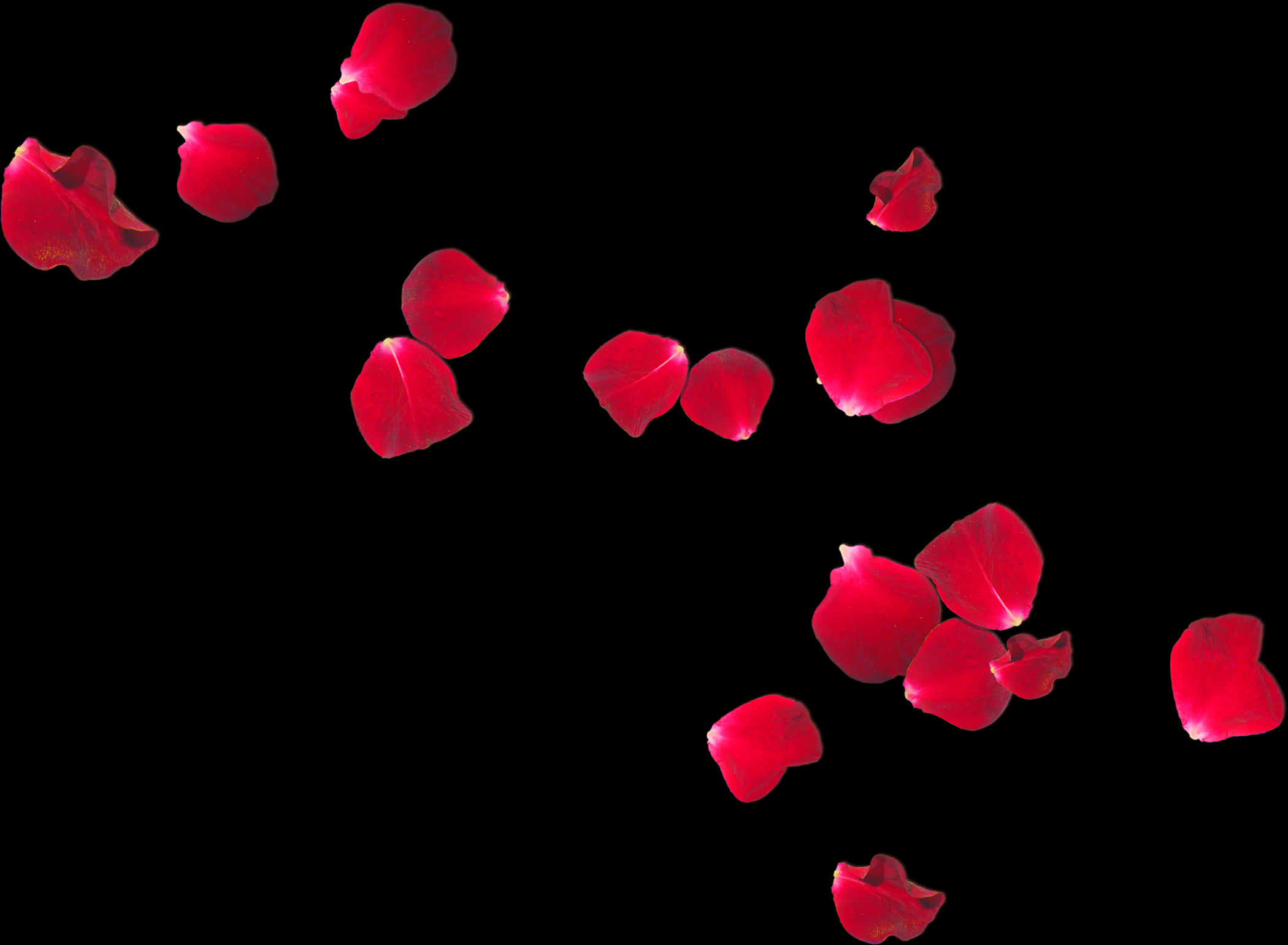 Red Rose Petals Fallingon Black Background PNG Image