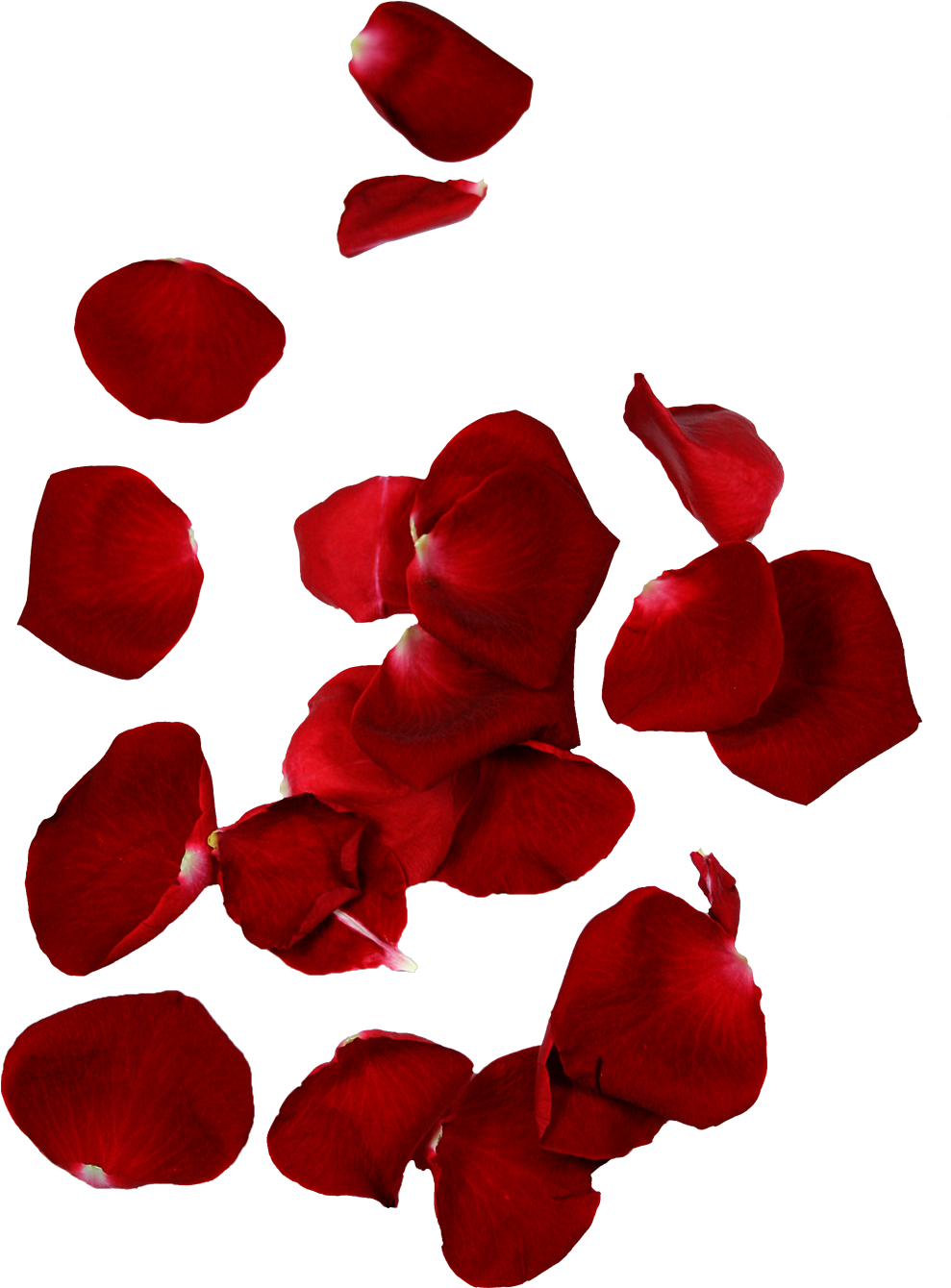 Red Rose Petals Floating Background PNG Image