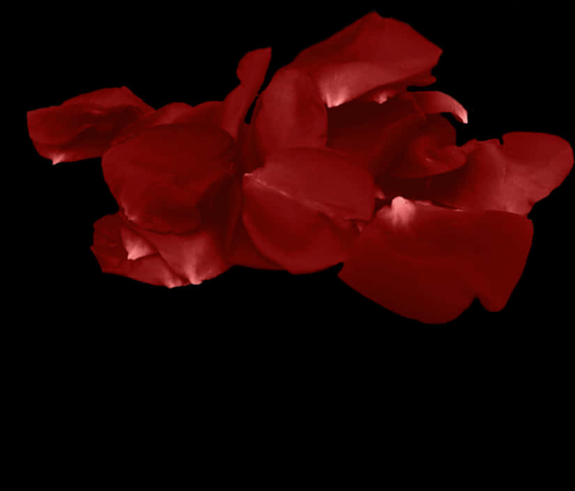 Red Rose Petalson Black Background.jpg PNG Image