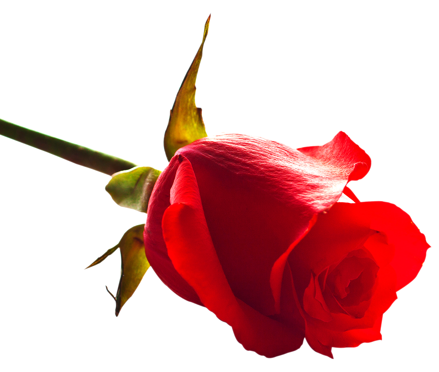 Red Rose Side View.png PNG Image