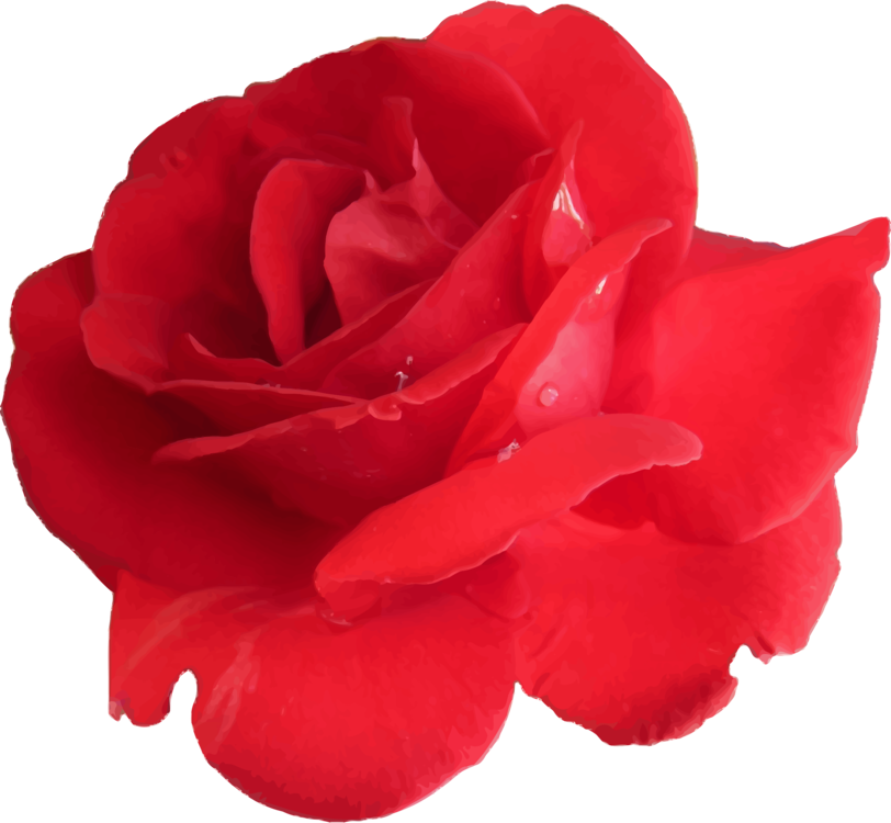 Red Rose Vector Art.png PNG Image