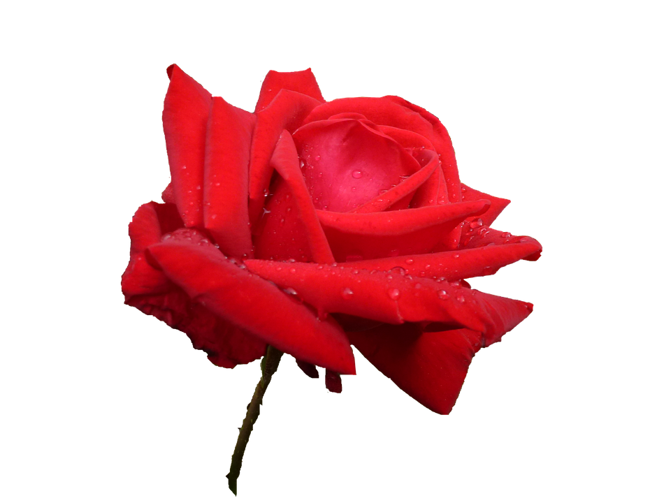 Red Rose Water Droplets Transparent Background PNG Image