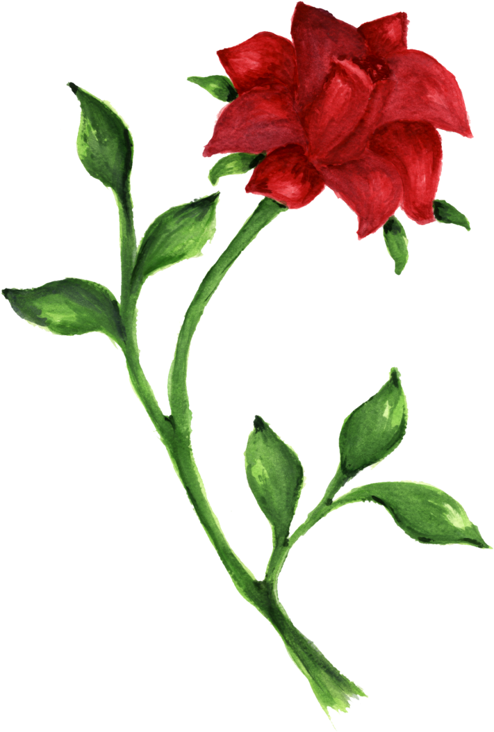 Red Rose Watercolor Artwork PNG Image