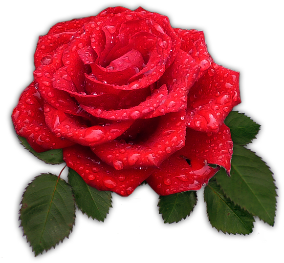 Red Rose With Dew Drops.png PNG Image