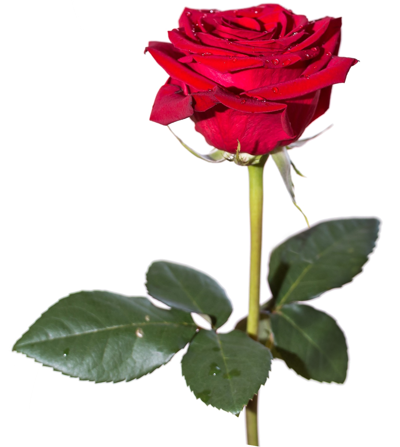 Red Rosewith Dew Drops PNG Image