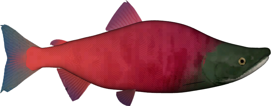 Red Salmon Illustration PNG Image