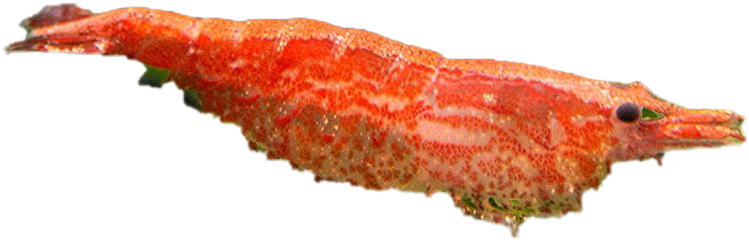 Red Shrimp Side View.png PNG Image