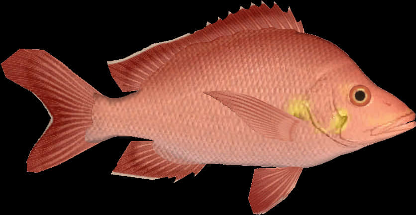 Red Snapper Fish Isolated PNG Image