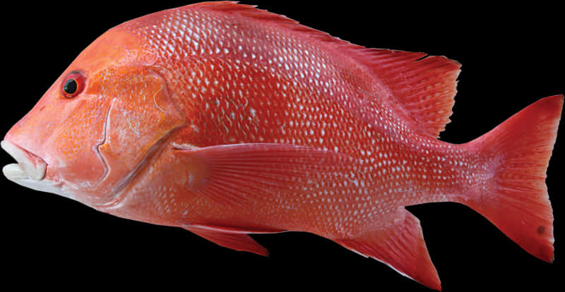 Red Snapper Fish Profile PNG Image