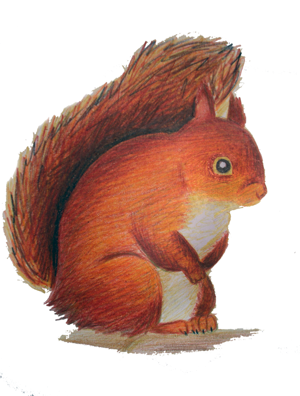 Red Squirrel Illustration.png PNG Image