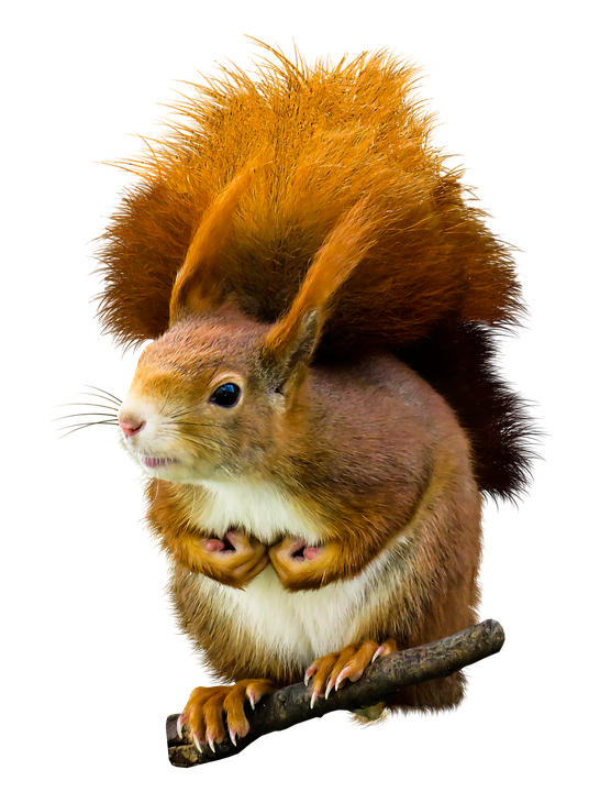 Red Squirrel Perchedon Branch.png PNG Image