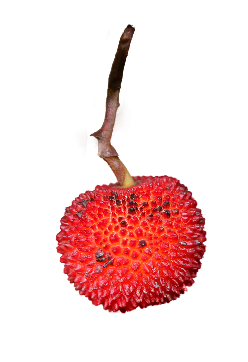 Red Strawberry Single Stem PNG Image