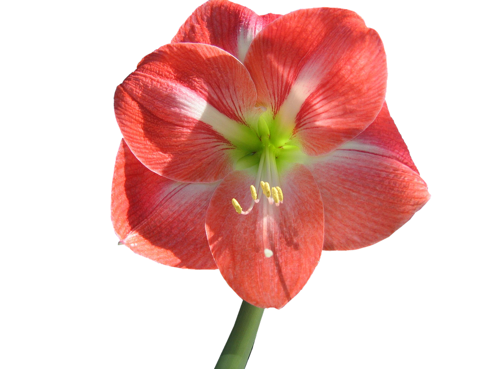 Red Striped Amaryllis Flower.png PNG Image