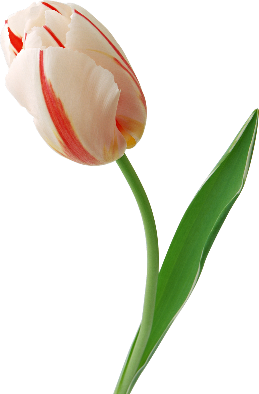 Red Striped White Tulip Single Stem PNG Image