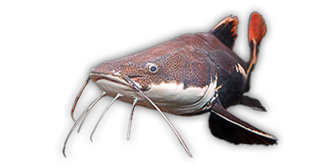 Red Tailed Catfish Aquarium Fish PNG Image