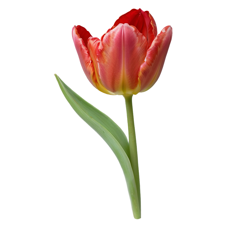 Red Tulip Png Jvt76 PNG Image