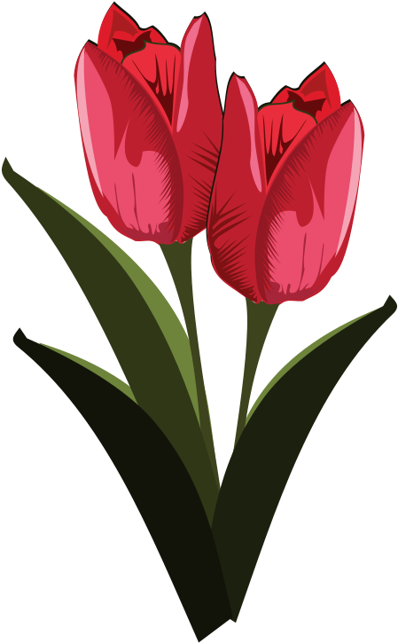 Red Tulips Illustration PNG Image