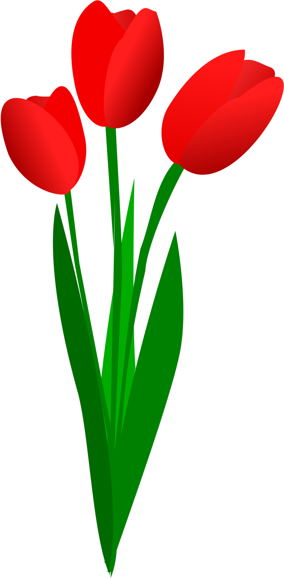 Red Tulips Vector Illustration PNG Image