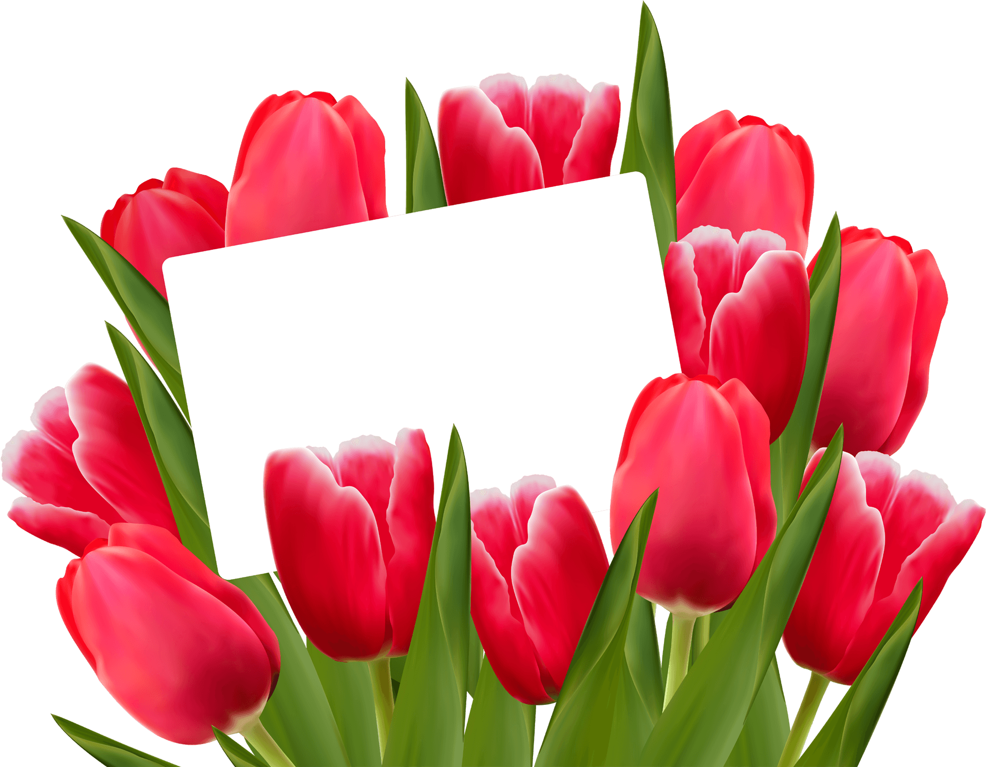 Red Tulipswith Blank Card PNG Image