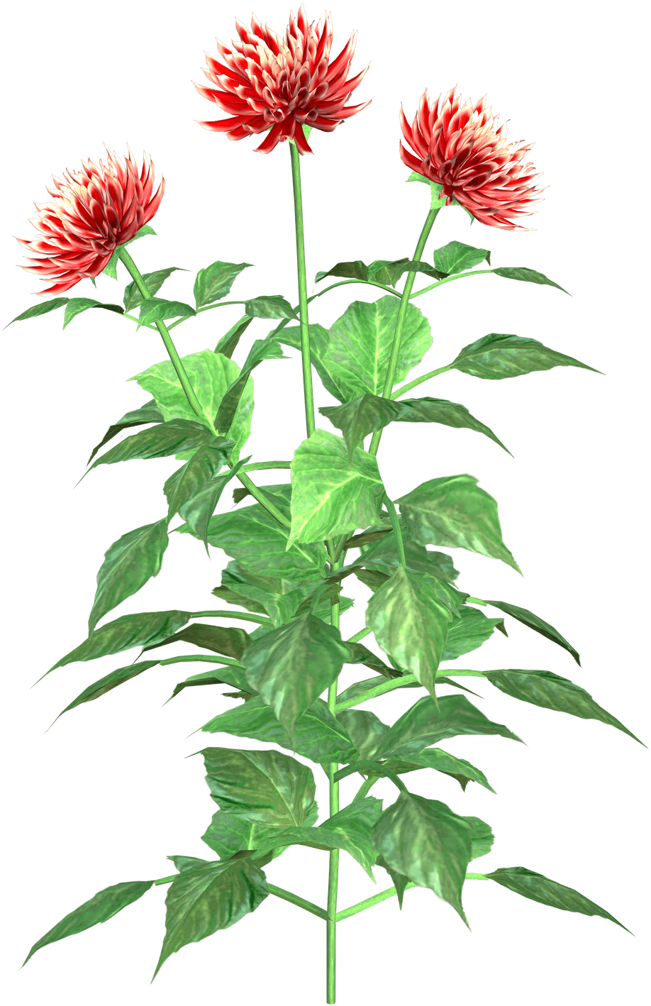 Red White Dahlia Flowers PNG Image