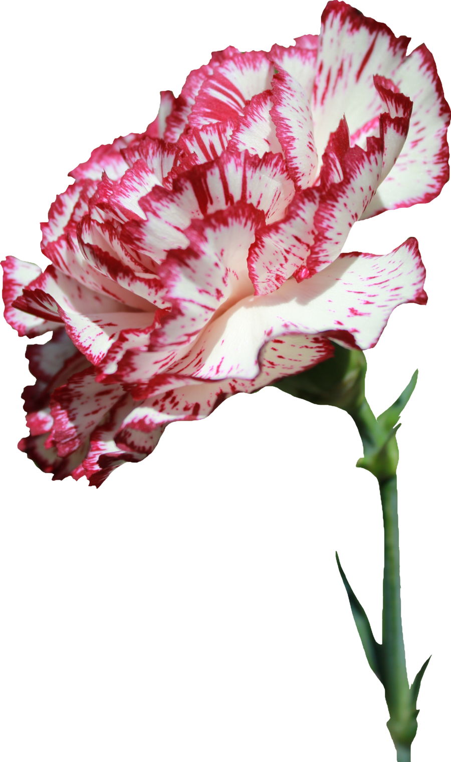 Red White Striped Carnation Flower PNG Image