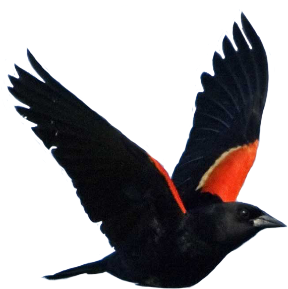 Red Winged Blackbird In Flight.png PNG Image