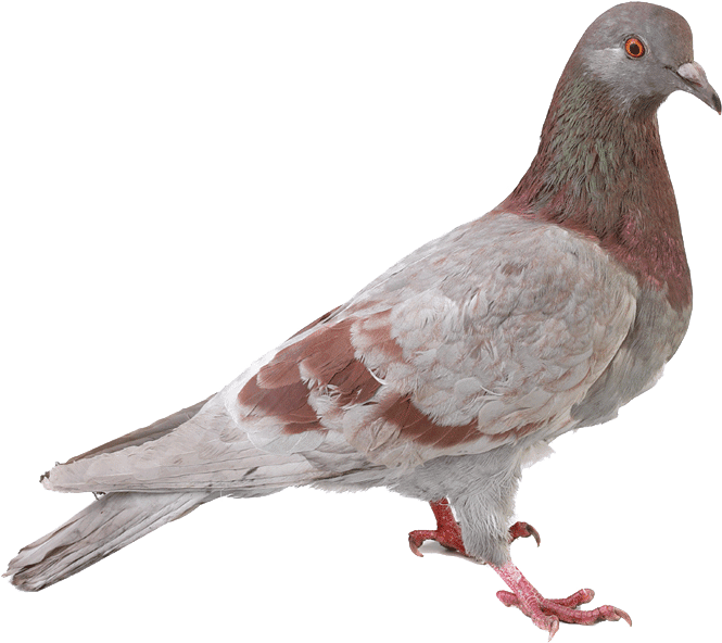 Redand Gray Pigeon Profile PNG Image