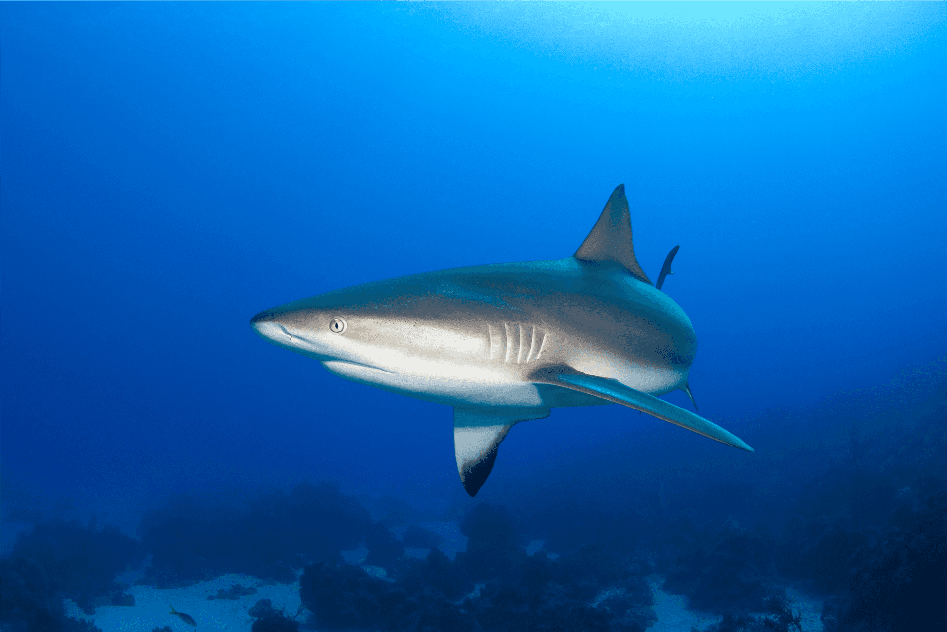 Reef Shark Swimming Underwater.png PNG Image