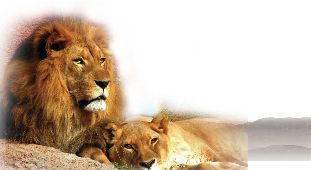 Regal Lionand Lioness Resting PNG Image