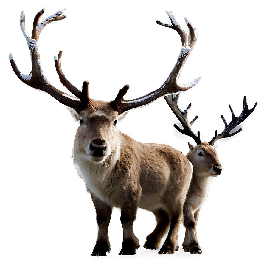 Reindeer Family Png Qrg4 PNG Image