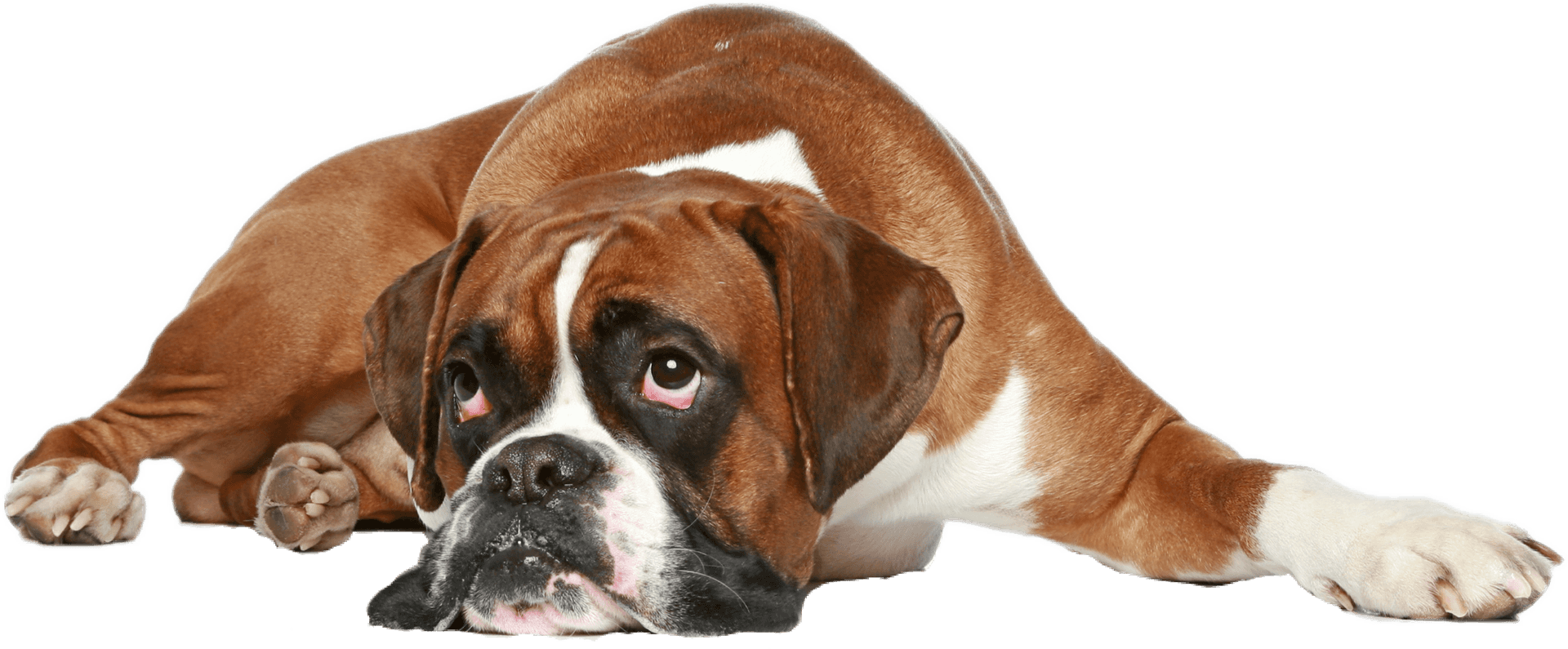 Relaxed Boxer Dog Lying Down PNG Image