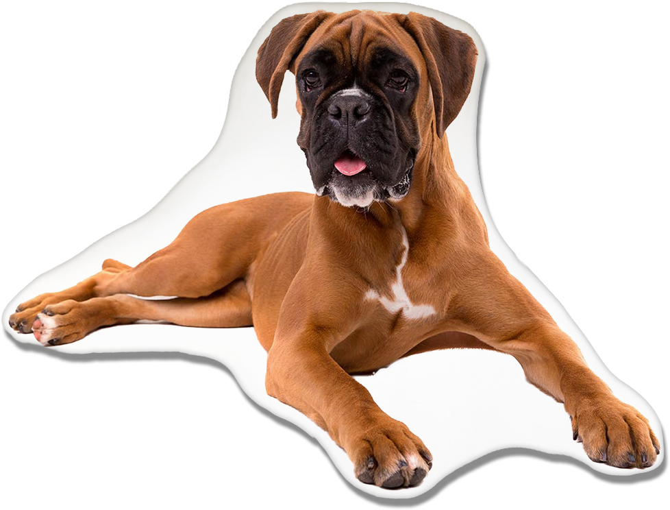 Relaxed Boxer Dog Lying Down.png PNG Image