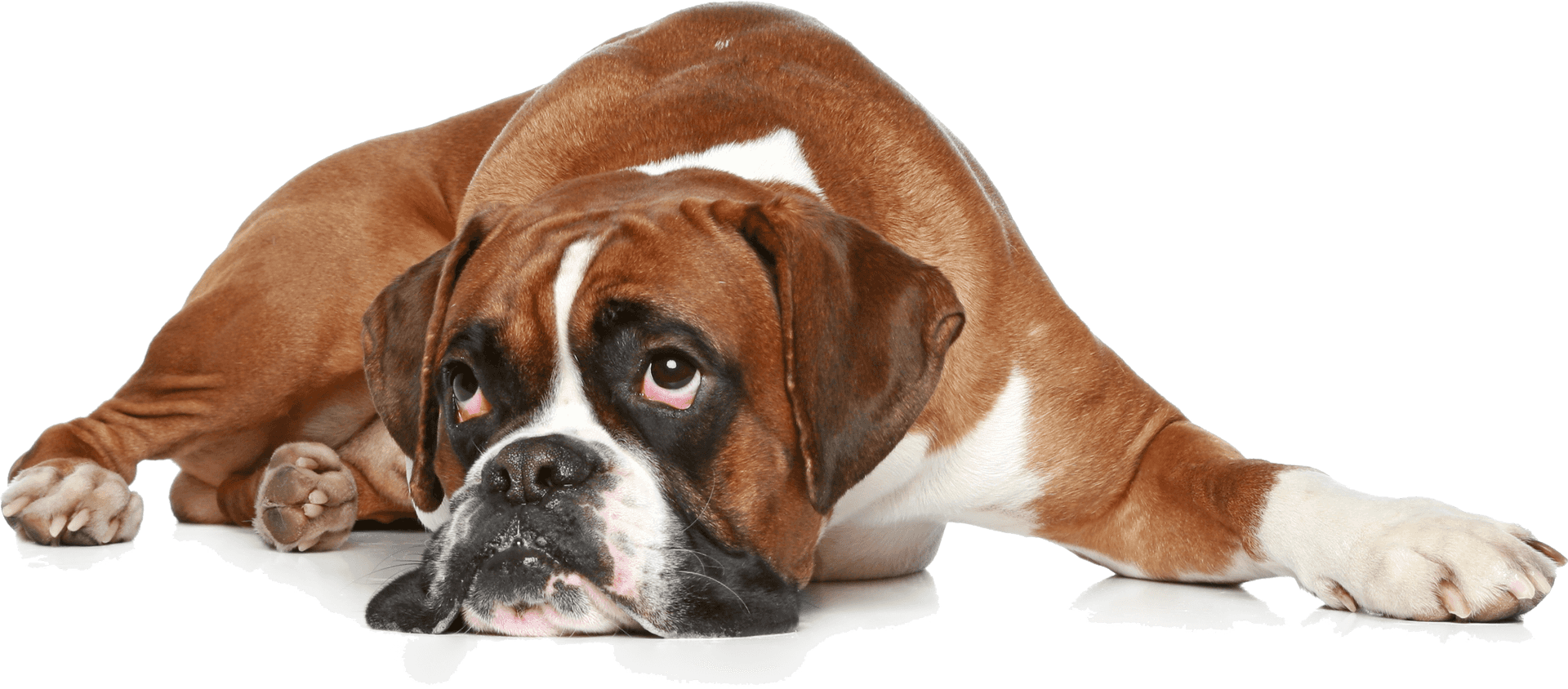 Relaxed Boxer Dog Lying Down PNG Image