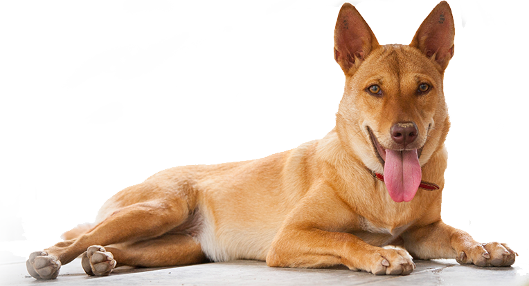 Relaxed Brown Dog Lying Down.png PNG Image