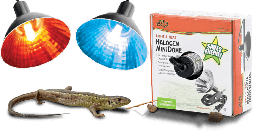 Reptile Heating Lampsand Gecko PNG Image