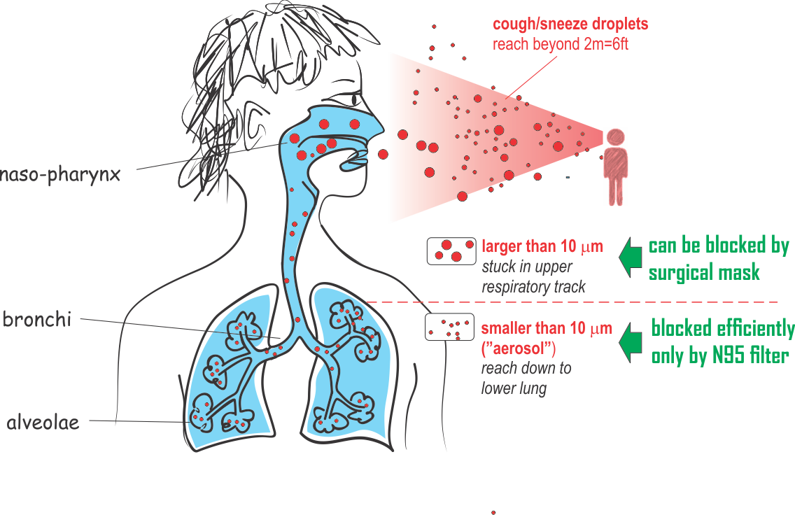 Respiratory_ Droplet_ Transmission_ Illustration PNG Image