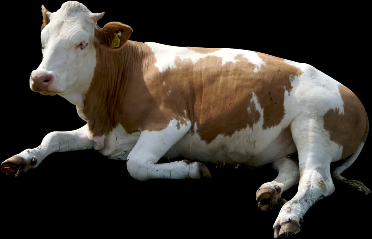 Resting Brown White Cow Black Background.jpg PNG Image