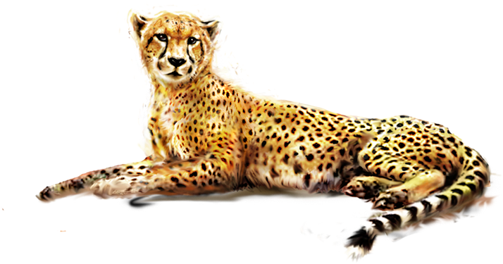 Resting Cheetah Transparent Background PNG Image