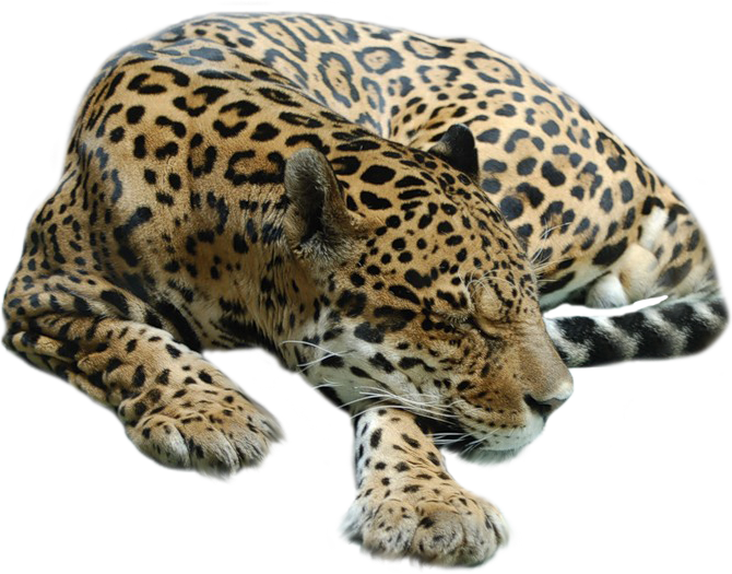 Resting Jaguar Transparent Background PNG Image