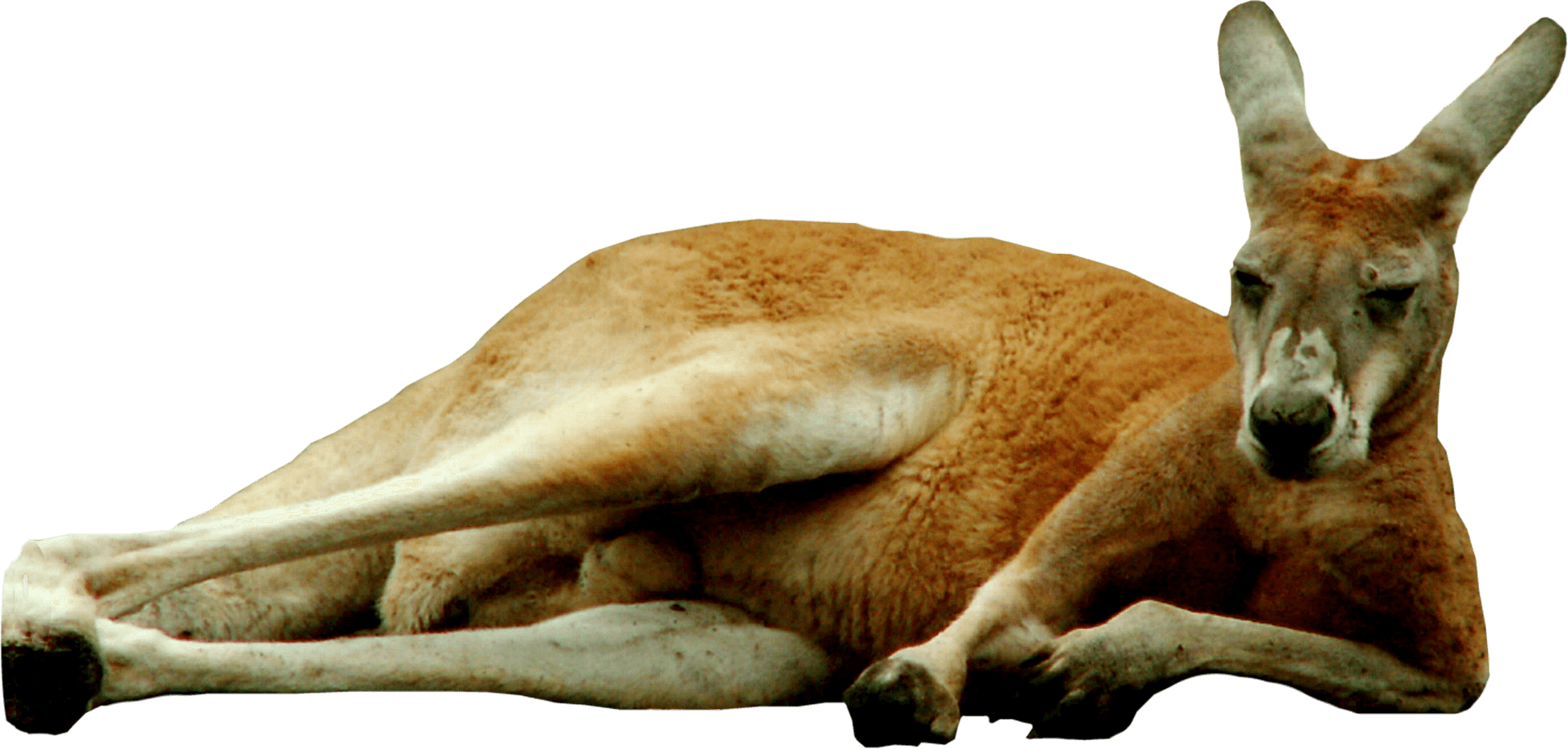 Resting Kangaroo Transparent Background PNG Image