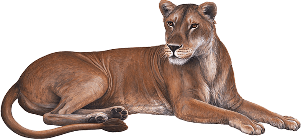 Resting Lioness Illustration PNG Image