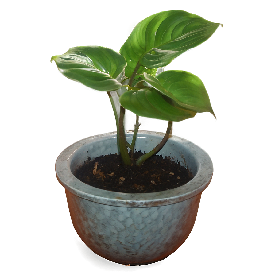 Reviving A Dying Pothos Plant Png Xlj PNG Image