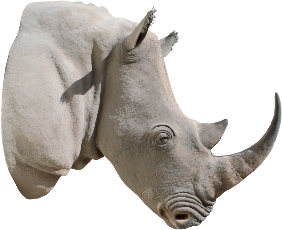 Rhino Portrait Isolated.png PNG Image