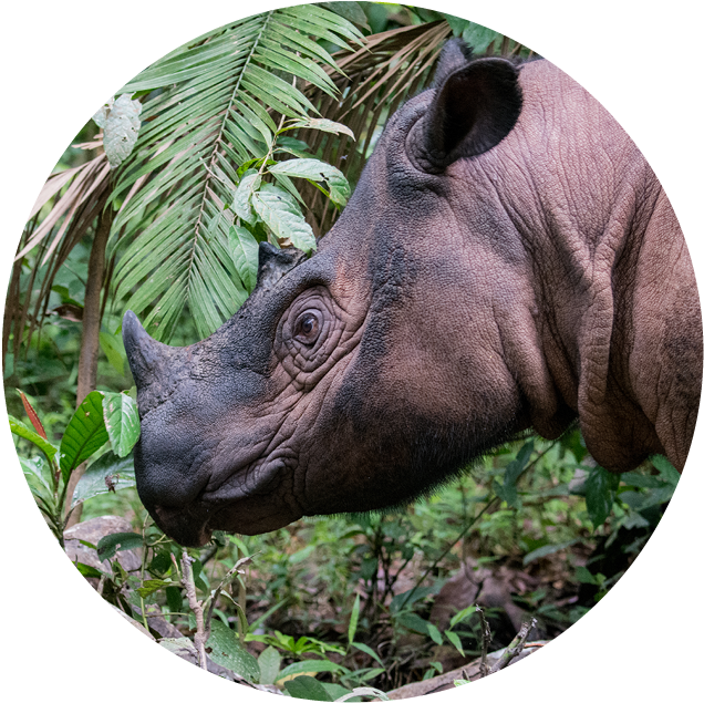 Rhinocerosin Natural Habitat PNG Image