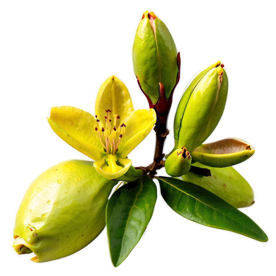 Rhododendron Buds Png 06282024 PNG Image