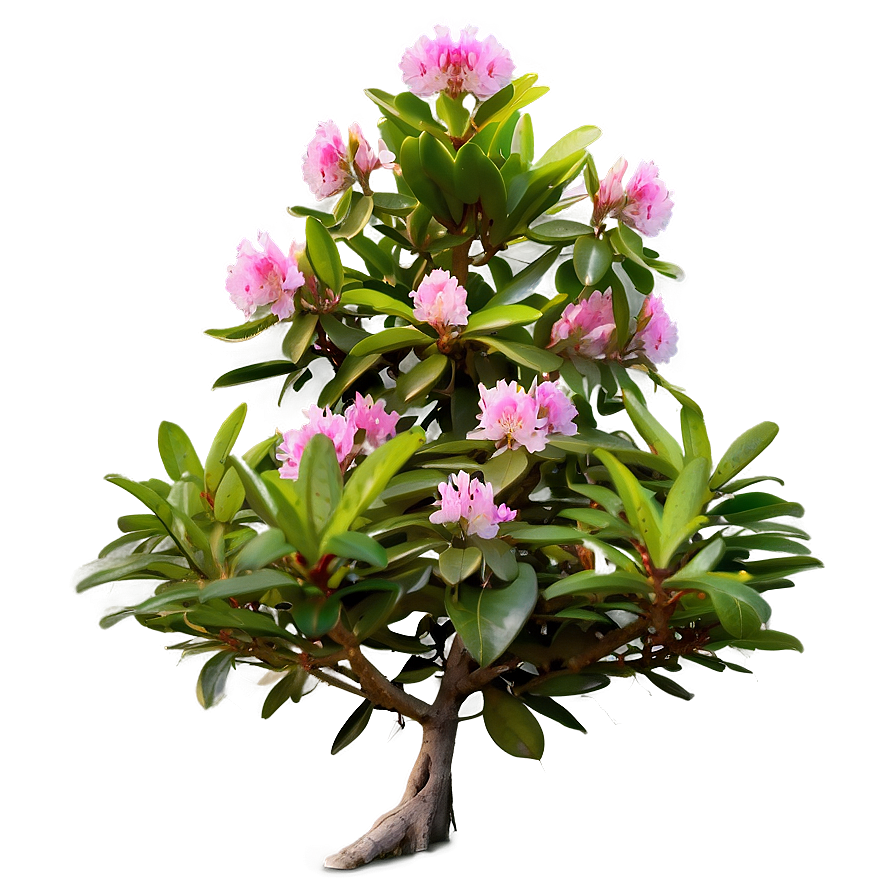 Rhododendron Bush Png 06282024 PNG Image