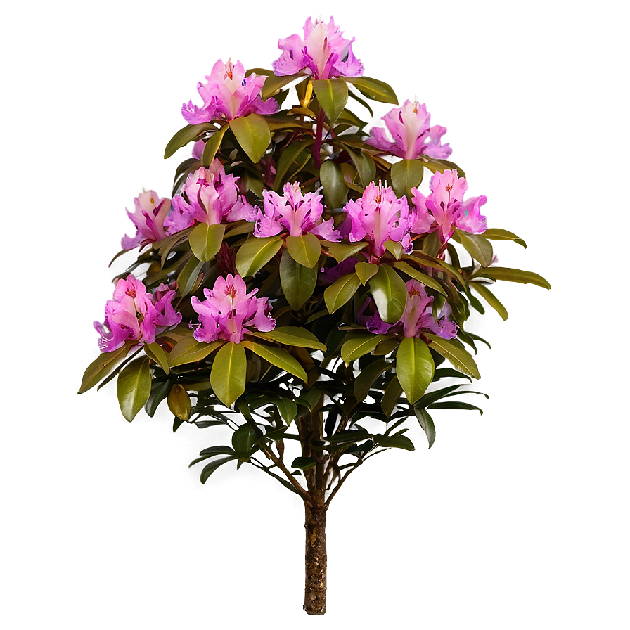 Rhododendron Bush Png 14 PNG Image