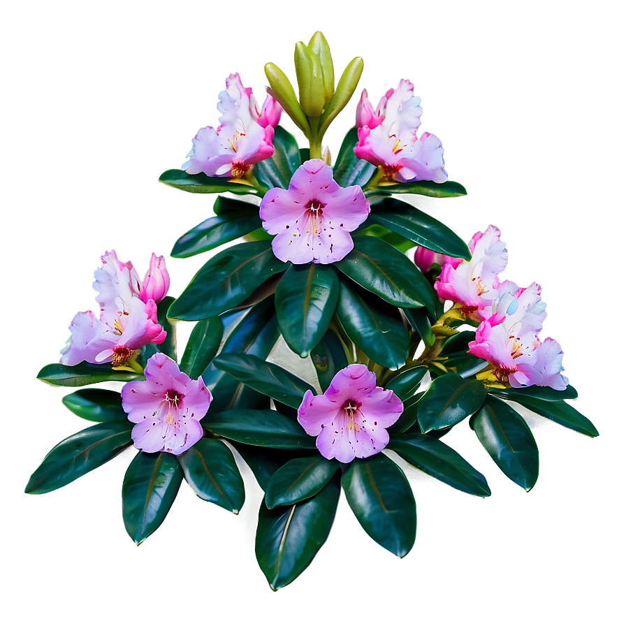 Rhododendron Flower Bush Png 37 PNG Image